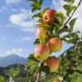Mele piemontesi, raccolta anticipata per il caldo e produzione in crescita Mele piemontesi, raccolta anticipata per il caldo e produzione in crescita