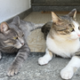Villa San Remigio, Avs contro regione e comune: "Serve chiarezza sulla colonia felina" Villa San Remigio, Avs contro regione e comune: "Serve chiarezza sulla colonia felina"