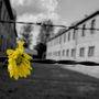 Il comune organizza un viaggio ad Auschwitz e Birkenau per non dimenticare