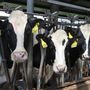 Coldiretti Piemonte sulla filiera della carne: &quot;Dare priorità a redditività imprese e sovranità alimentare&quot;