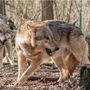 Lupi, commissione tutela animali: &quot;Declassamento ingiustificato&quot;