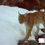 La lince torna a farsi vedere in Ossola: nuovi avvistamenti confermati da un video La lince torna a farsi vedere in Ossola: nuovi avvistamenti confermati da un video