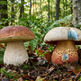 Funghi sicuri nei boschi del Vco: controlli attivi a Verbania, Omegna e Domodossola Funghi sicuri nei boschi del Vco: controlli attivi a Verbania, Omegna e Domodossola