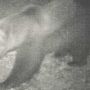 ''Non ci sono prove che in Ossola ci sia un secondo orso''