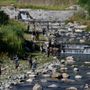 I pescatori tornano a sollecitare Tecnoparco sul problema cormorani