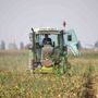 Svolta storica per l’agricoltura piemontese: approvato emendamento sugli usi civici a favore degli imprenditori agricoli