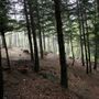 Prende forma il 'Cluster Legno Piemonte': imprese e Regione insieme per rafforzare la filiera forestale