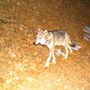 Polemica a Ornavasso per la serata sui lupi organizzata dal Parco Val Grande