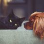 Animali da compagnia, nuove funzionalità sul portale Sinac