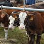 A Premeno torna la Fiera agricola dell’Alto Verbano: una giornata tra animali, tradizioni e divertimento