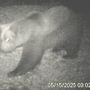 L’orso M29 torna in Val Grande: nuova osservazione nella zona nord del Parco VIDEO