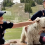 Estate e animali: la Polizia lancia l’allarme contro gli abbandoni
