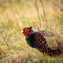 Fauna selvatica, il Piemonte aggiorna le regole: via libera in Commissione alle nuove Zrc