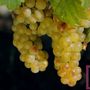 Moscato, Coldiretti Piemonte: “No all’abbassamento delle rese sotto gli 85 quintali per ettaro”