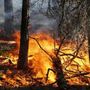 Incendi boschivi, in Piemonte scatta lo stato di massima pericolosità: ecco i divieti da rispettare Incendi boschivi, in Piemonte scatta lo stato di massima pericolosità: ecco i divieti da rispettare