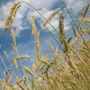 Salvi i pozzi per irrigazione agricola, dalla Regione un uso razionale delle risorse idriche (foto di repertorio)