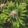 La canapa e i suoi derivati? Per sempre più italiani sono alleati naturali del benessere