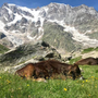 La storia millenaria dell'Alpe Pedriola tra storia, biodiversità e tradizione: doppio appuntamento a Fomarco e in quota