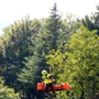 Cercatore di funghi cade nei boschi della Valle Strona e si ferisce alla testa VIDEO Cercatore di funghi cade nei boschi della Valle Strona e si ferisce alla testa VIDEO