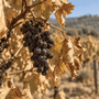 Vendemmia in calo del 7% tra caldo record e siccità. Plantvoice legge lo stress della vite prima che diventi visibile Vendemmia in calo del 7% tra caldo record e siccità. Plantvoice legge lo stress della vite prima che diventi visibile