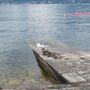 Verbania, emozione sul lago: una nidiata conquista turisti e passanti FOTO Verbania, emozione sul lago: una nidiata conquista turisti e passanti FOTO