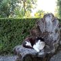 Gatti di Villa San Remigio, appello alla Regione: "La colonia resti all'interno del parco" Gatti di Villa San Remigio, appello alla Regione: "La colonia resti all'interno del parco"