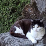 Caso Thor: "Bene il Comune, ora ascolti anche le colonie feline" Caso Thor: "Bene il Comune, ora ascolti anche le colonie feline"