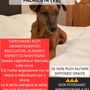 Appello urgente: servono rocciatori per salvare Eddy, la cagnolina bloccata tra le rocce della Valle Cannobina