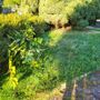 Parco delle Rimembranze a Casale Corte Cerro: la minoranza denuncia degrado e abbandono FOTO