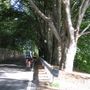 &quot;Stop al taglio dei faggi secolari sulla strada panoramica Baveno–Levo–Gignese&quot;