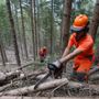 Foreste, la regione Piemonte anticipa il periodo di taglio dei castagni Foreste, la regione Piemonte anticipa il periodo di taglio dei castagni