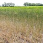 Siccità in Piemonte, Coldiretti chiede lo stato di calamità naturale Siccità in Piemonte, Coldiretti chiede lo stato di calamità naturale
