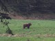 Un orso fotografato in Vigezzo, ma è una fake news