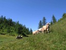 L'allarme di Coldiretti: "Caldo torrido e assenza di precipitazioni mettono a rischio gli animali in alpeggio" L'allarme di Coldiretti: "Caldo torrido e assenza di precipitazioni mettono a rischio gli animali in alpeggio"
