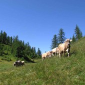 Montagna: 1,4 milioni di euro per sostenere gli agricoltori