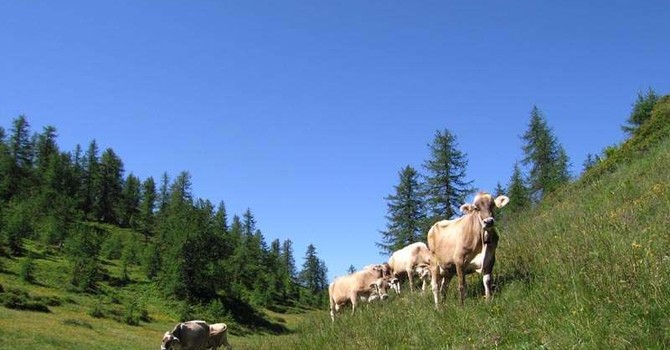 Montagna: 1,4 milioni di euro per sostenere gli agricoltori Montagna: 1,4 milioni di euro per sostenere gli agricoltori