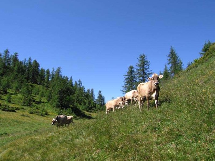 Prolungato di 10 giorni il pascolamento in quota