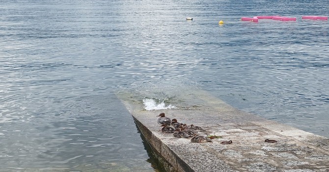 Verbania, emozione sul lago: una nidiata conquista turisti e passanti FOTO Verbania, emozione sul lago: una nidiata conquista turisti e passanti FOTO