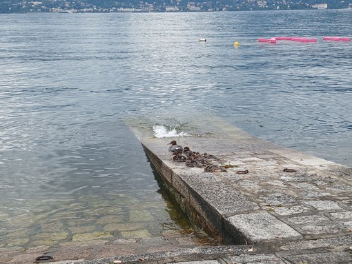 Verbania, emozione sul lago: una nidiata conquista turisti e passanti FOTO Verbania, emozione sul lago: una nidiata conquista turisti e passanti FOTO