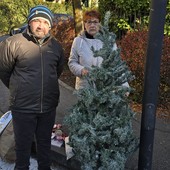 Decorazioni natalizie danneggiate a Intra: il Comitato 10 Febbraio dona un nuovo albero