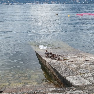 Verbania, emozione sul lago: una nidiata conquista turisti e passanti FOTO