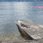 Verbania, emozione sul lago: una nidiata conquista turisti e passanti FOTO Verbania, emozione sul lago: una nidiata conquista turisti e passanti FOTO