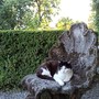 Gatti di Villa San Remigio, appello alla Regione: "La colonia resti all'interno del parco" Gatti di Villa San Remigio, appello alla Regione: "La colonia resti all'interno del parco"