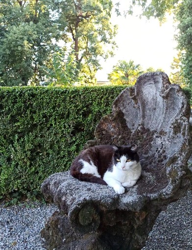 Gatti di Villa San Remigio, appello alla Regione: "La colonia resti all'interno del parco" Gatti di Villa San Remigio, appello alla Regione: "La colonia resti all'interno del parco"