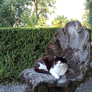 Gatti di Villa San Remigio, appello alla Regione: "La colonia resti all'interno del parco"
