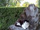 Gatti di Villa San Remigio, appello alla Regione: "La colonia resti all'interno del parco" Gatti di Villa San Remigio, appello alla Regione: "La colonia resti all'interno del parco"