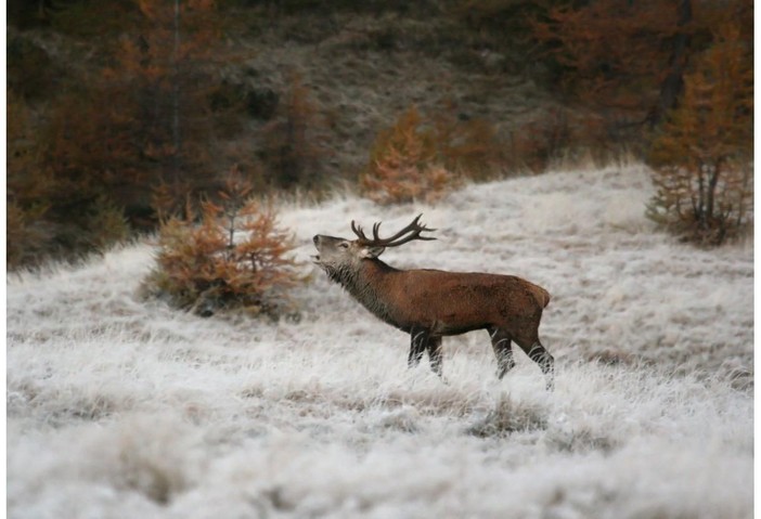 Chiusa la stagione venatoria in Svizzera Chiusa la stagione venatoria in Svizzera