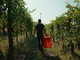 Dalle vigne al calice: la filiera corta di Cantina Clavesana Dalle vigne al calice: la filiera corta di Cantina Clavesana