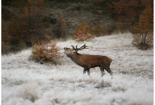 Chiusa la stagione venatoria in Svizzera