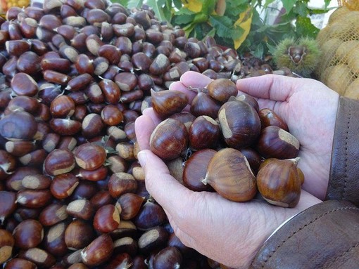 Le castagne simbolo autunnale